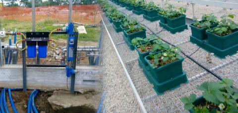 Cultivo de fresas con un sistema GrowMax instalado para eliminar el cloro